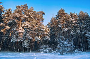 Картинки Времена года Зима Леса Снеге Дерева Природа