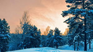 Фото Времена года Зимние Небо Снег Деревья Природа