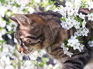 Обои Коты Цветущие деревья животное