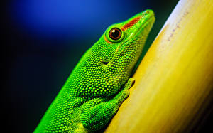 Обои Рептилии Ящерицы Взгляд Зеленых HDR животное