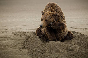 Фотографии Медведь Гризли Мокрые Взгляд Песка Животные
