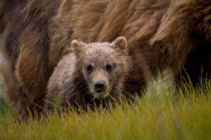 Картинки Медведи Гризли Взгляд Трава животное
