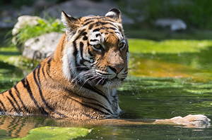 Картинка Большие кошки Тигр Взгляд Влажные Животные