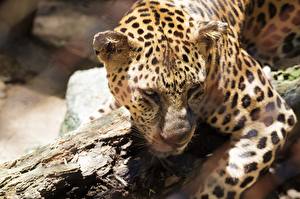 Фотографии Большие кошки Леопард Взгляд Животные