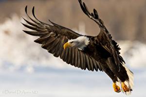 Фотография Птица Ястреб Летящий Крылья Белоголовый орлан животное