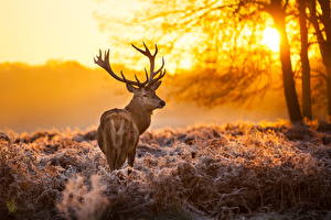 Фото Олени Рассветы и закаты Времена года Зима Смотрит Трава Снега С рогами Животные