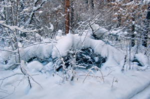 Фото Сезон года Зимние Снегу Ветка Природа