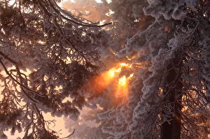 Обои Сезон года Зима Лучи света Снега Деревья Ветки Природа