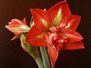 Картинки Амариллис Красная цветок