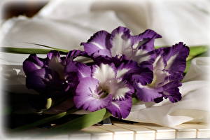 Фото Гладиолусы Фиолетовых цветок