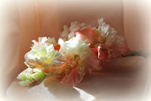 Картинка Гладиолусы Розовых цветок