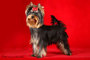 Картинка Собака Йоркширский терьер Взгляд животное