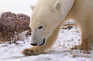 Картинка Медведь Полярный Смотрит Снегу