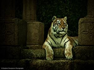Картинка Большие кошки Тигры Смотрит Лап
