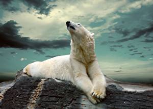 Фото Медведи Белые Медведи Небо Облачно Лап Животные