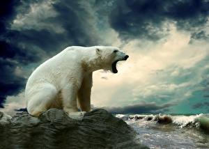 Картинка Медведи Полярный Небо Волны Облака Злой Животные