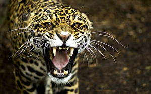 Фотография Большие кошки Ягуары Смотрит Усы Вибриссы Зубы Злость Морды