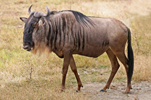 Фото Антилопа Рога Wildebeest животное
