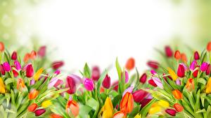 Фото Тюльпаны Много Бутон Цветы