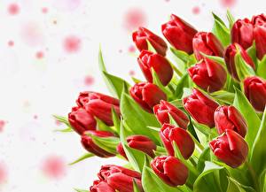 Картинка Тюльпаны Букет Красная Бутон цветок