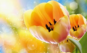 Фотографии Тюльпаны Желтых цветок