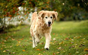 Фотографии Собаки Смотрят Трава Листва Бегущая Лап Ретривер животное