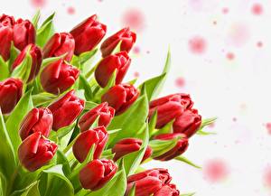 Картинки Тюльпаны Красный Бутон цветок