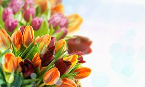 Фото Тюльпаны Бутон цветок