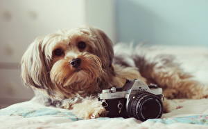 Картинка Собака Смотрит Фотокамера Морда Пушистый Гаванский бишон Животные