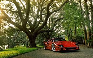 Картинка Ferrari Красная Дерева HDR F-40 машины