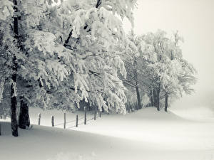 Фотографии Времена года Зима Снега Дерево Ветки Природа