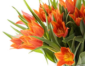 Фото Тюльпаны Оранжевый цветок