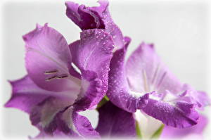 Обои Гладиолусы Фиолетовые цветок