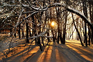 Фотографии Сезон года Зимние Рассветы и закаты Снега Деревьев Ветка Природа