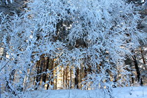 Картинки Леса Снега Деревья На ветке Природа