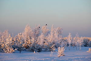 Фото Времена года Зима Небо Снега Дерева Природа