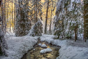 Обои Сезон года Зима Лес Снег Деревьев HDRI Природа