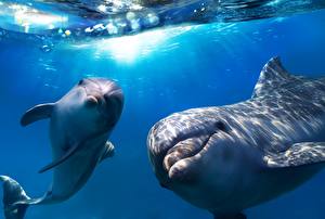 Обои для рабочего стола Дельфины Море Взгляд животное