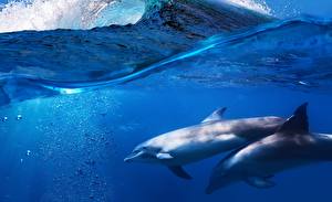 Картинки Дельфины Море Волны Животные