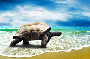 Фото Черепахи Море Берег Небо Облака Песок Животные