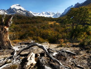 Фотографии Гора Лес Аргентина Сухой Ветвь HDRI Природа