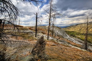 Фотография Парк Небо Штаты Облако Сухой Дерева Ветки HDR Йеллоустон Природа