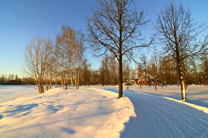 Фотография Сезон года Зима Дороги Снега Дерево Природа