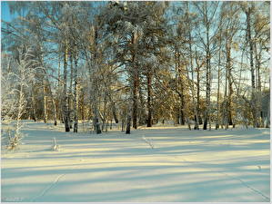 Фотография Сезон года Зима Снегу Деревья Береза Природа