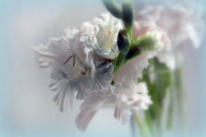 Обои Гладиолус Белая Цветы