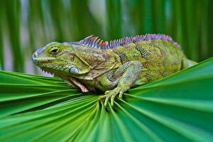 Фотография Рептилии Ящерица Игуаны животное
