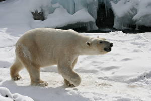 Фото Медведь Полярный Снега Животные