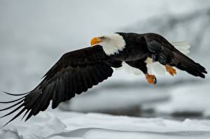 Фотография Птицы Ястреб Летит Крылья Белоголовый орлан Животные