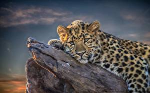 Фотографии Большие кошки Леопарды Смотрит Усы Вибриссы Морда животное
