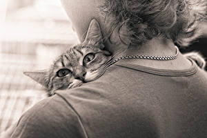 Картинка Кот Взгляд Усы Вибриссы Морды Животные